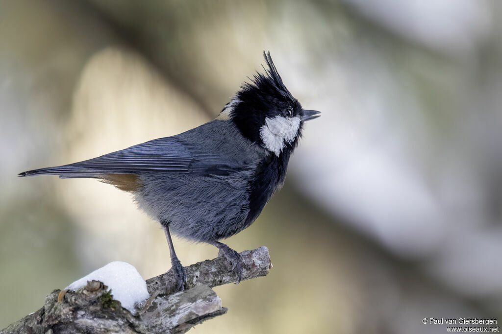Mésange à nuque rousseadulte