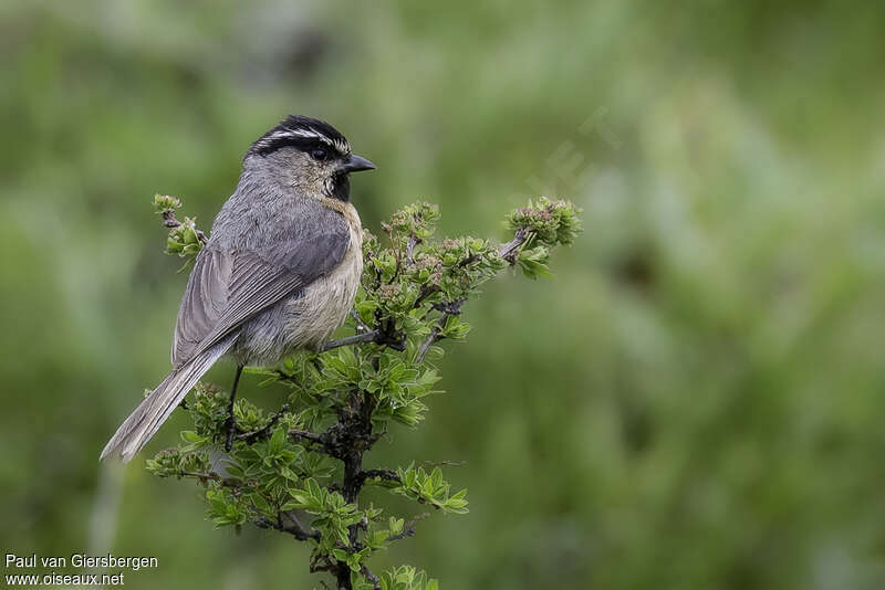 White-browed Titadult