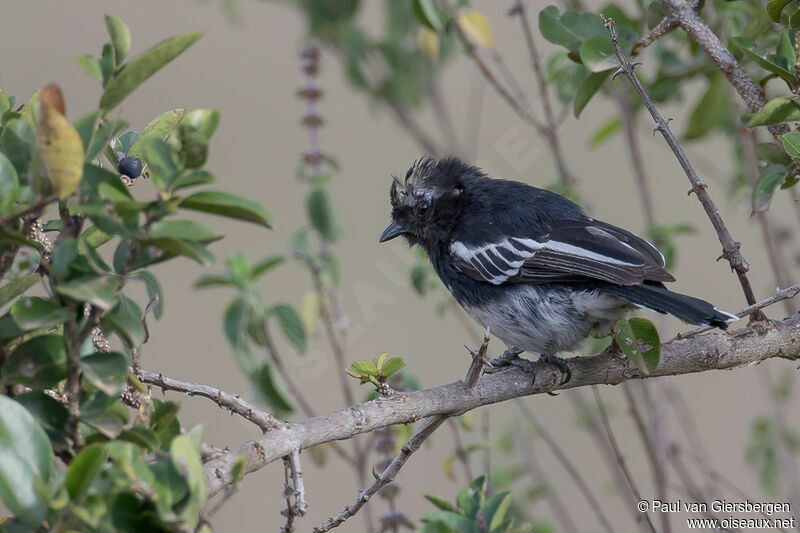 White-bellied Titadult