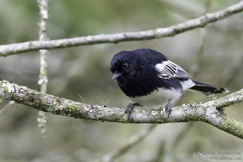 Mésange à ventre blancadulte