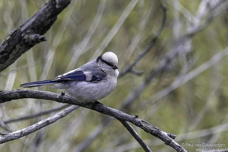 Mésange azuréeadulte