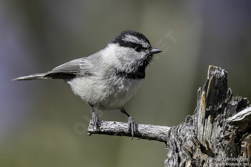 Mountain Chickadeeadult