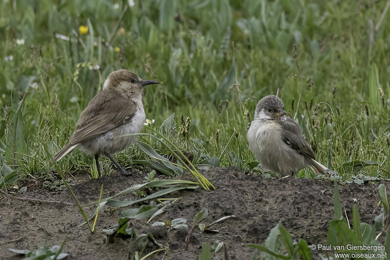 Ground Tit