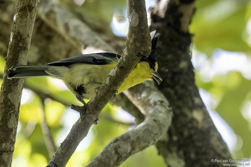 Mésange de Taïwanadulte