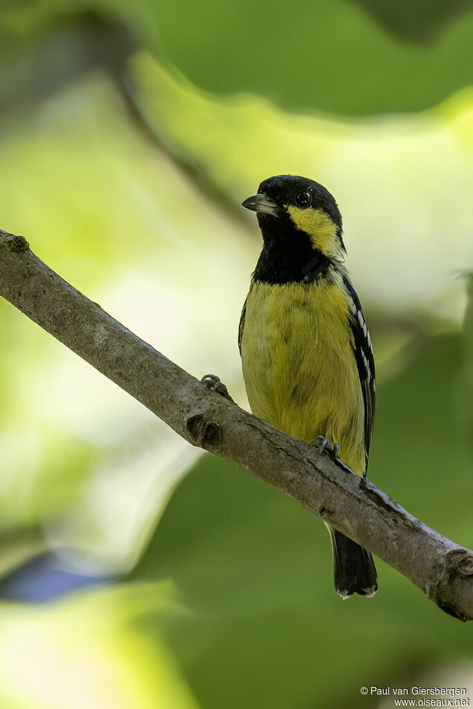 Mésange éléganteadulte