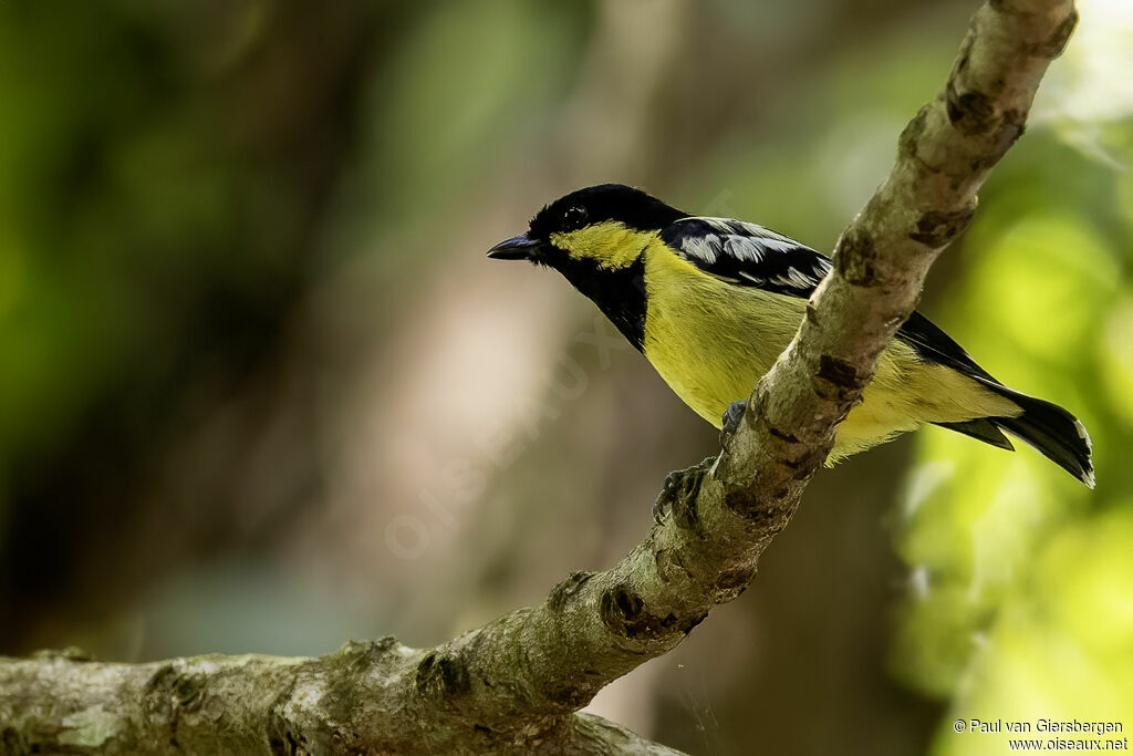 Mésange éléganteadulte