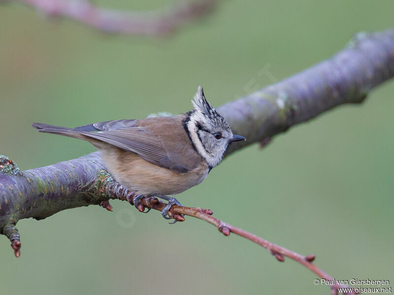 Mésange huppée