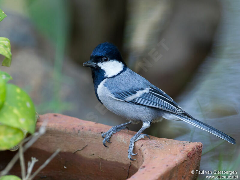 Mésange indienne