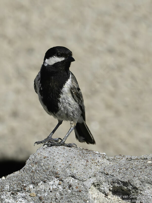 Mésange petit-deuiladulte