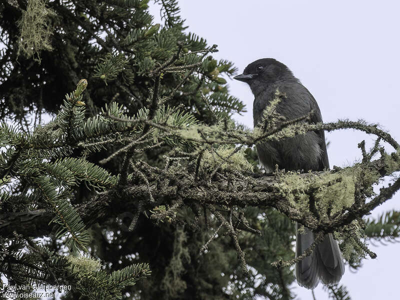 Sichuan Jayimmature