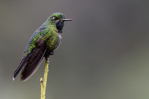 Métallure à queue d'airain