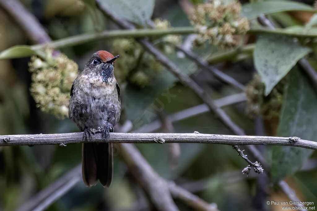Métallure à tête rousse