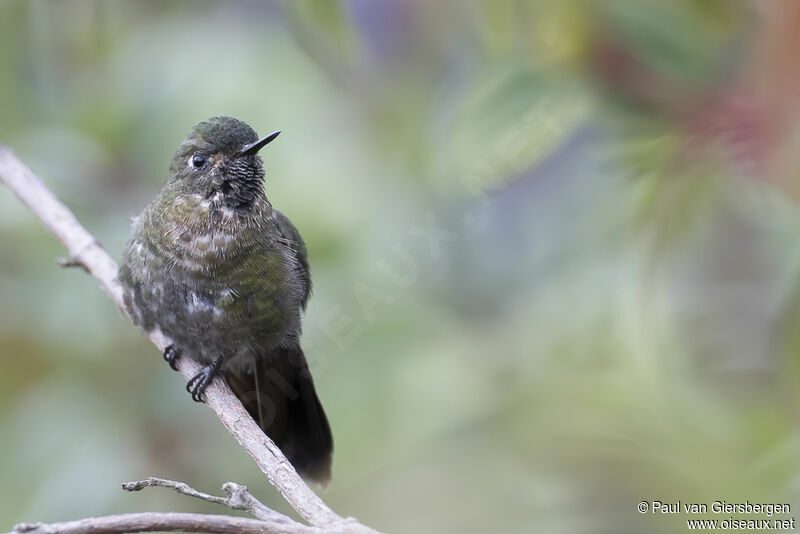 Tyrian Metaltail male adult