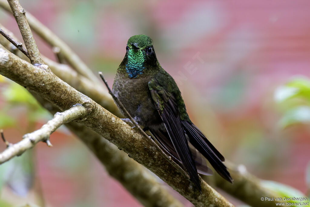 Tyrian Metaltail male adult