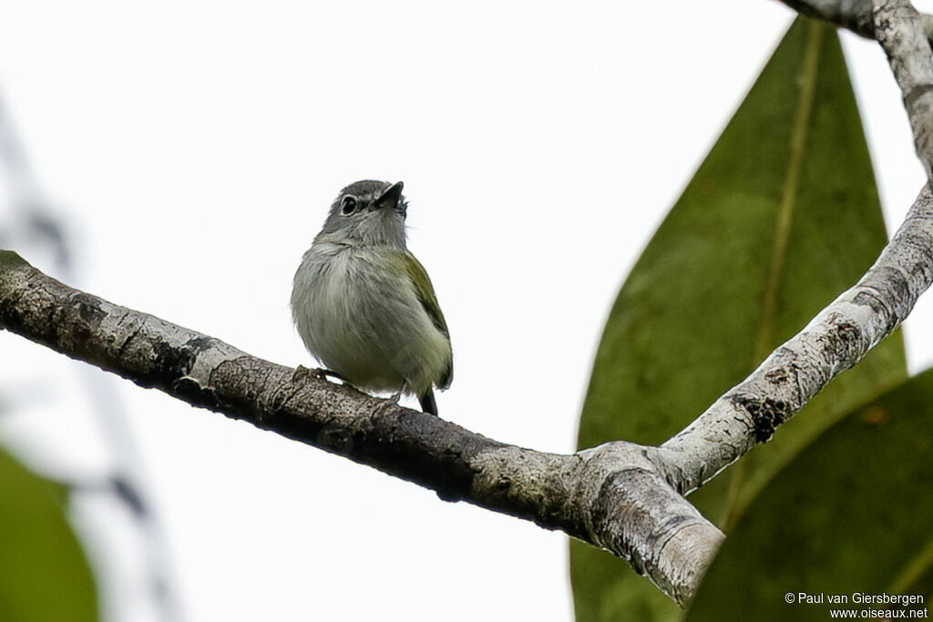 Short-tailed Pygmy Tyrantadult
