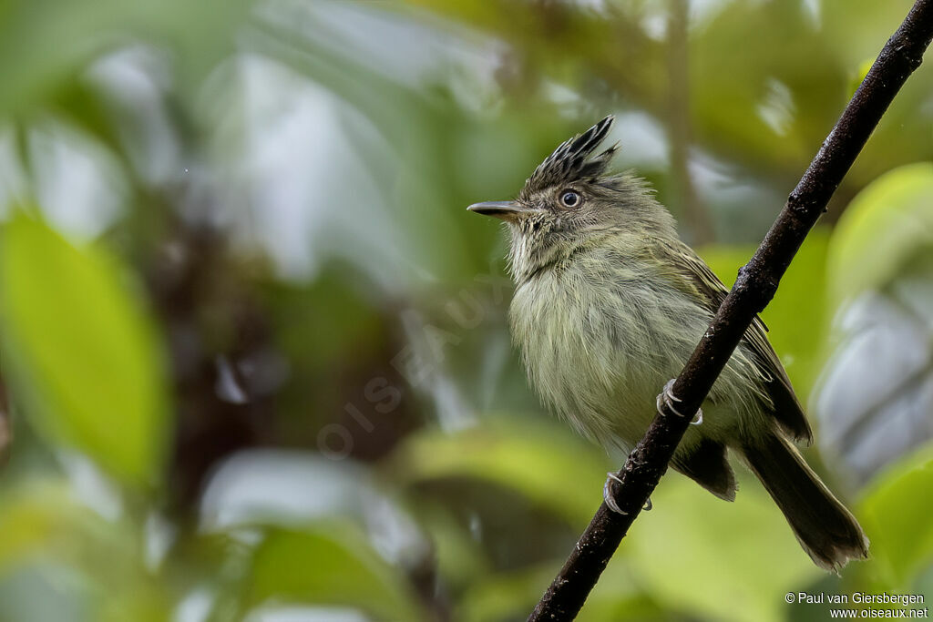 Microtyran bifasciéadulte