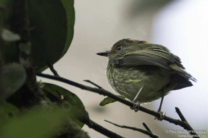 Scale-crested Pygmy Tyrantadult