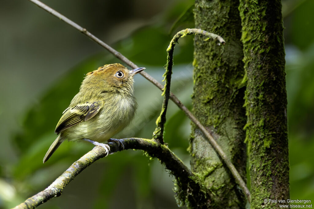 Scale-crested Pygmy Tyrant
