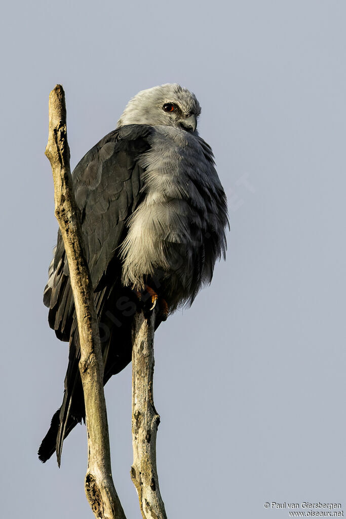 Plumbeous Kite