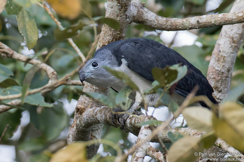 Grey-headed Kiteadult