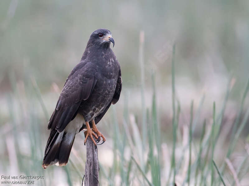 Snail Kite male immature, identification