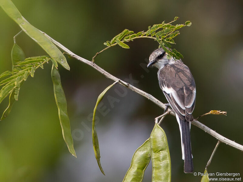 Minivet à ventre blanc