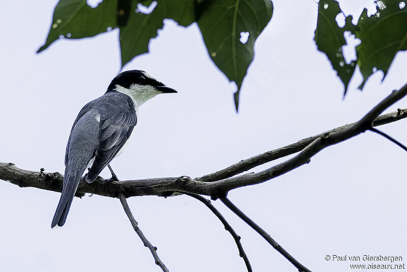 Minivet cendré mâle adulte