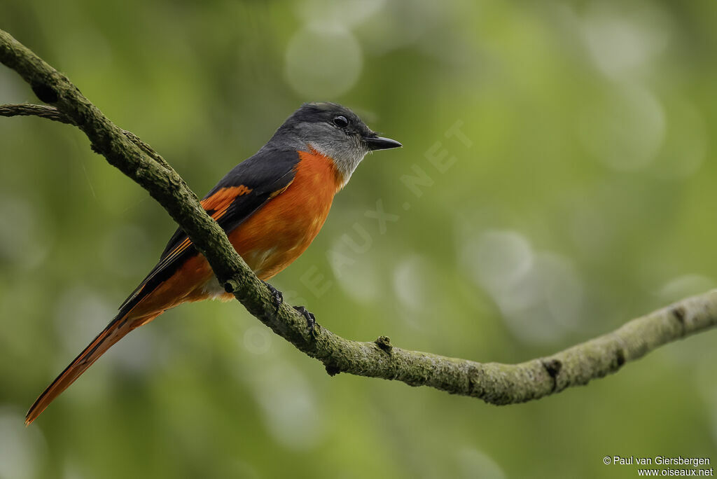 Minivet mandarin mâle adulte