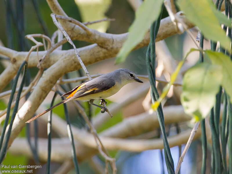 Minivet oranor femelle adulte, identification