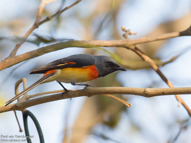 Small Minivet male adult, identification