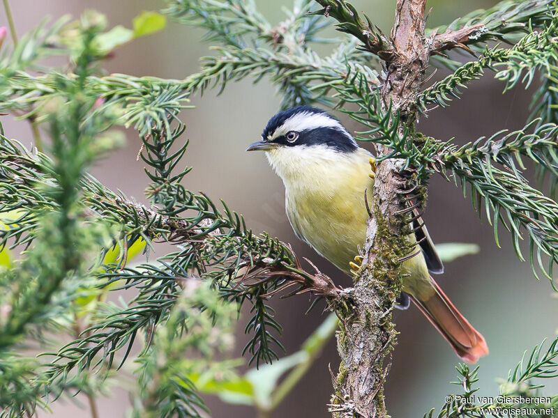 Red-tailed Minla