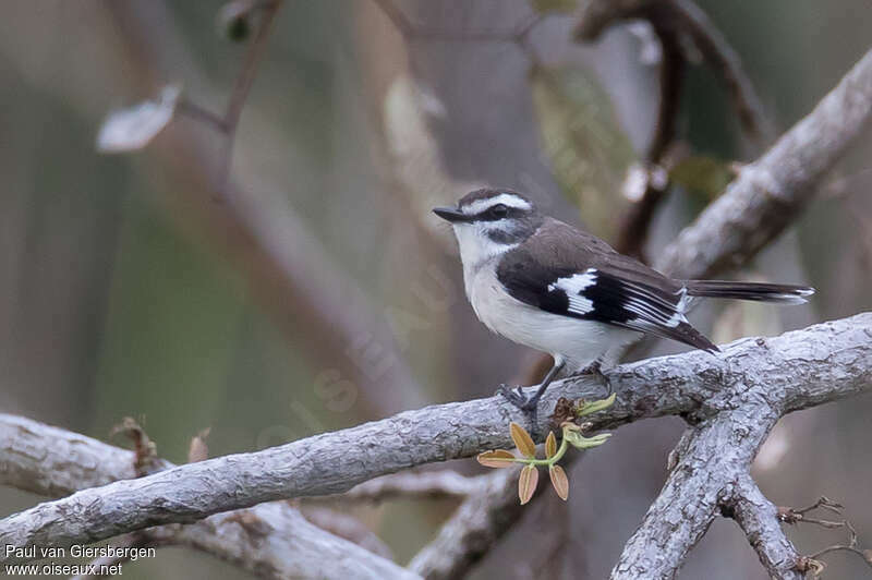 White-browed Robinadult