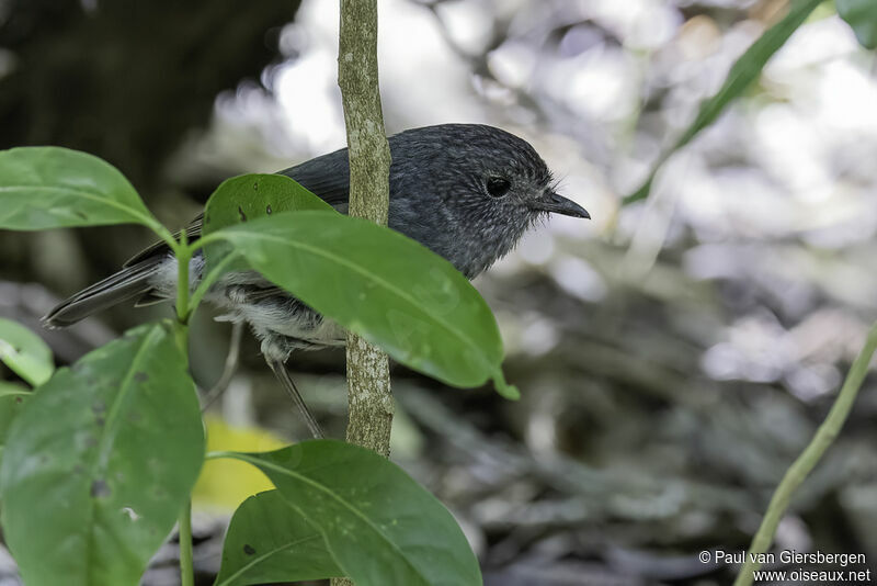 North Island Robinadult