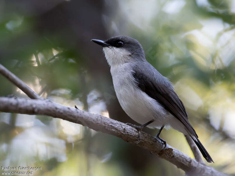 Mangrove Robinadult, identification