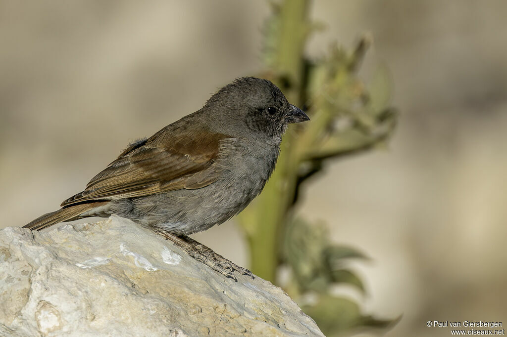 Moineau de Swainsonadulte