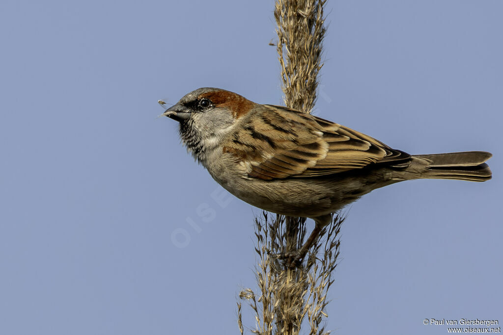 Moineau du Sind mâle adulte