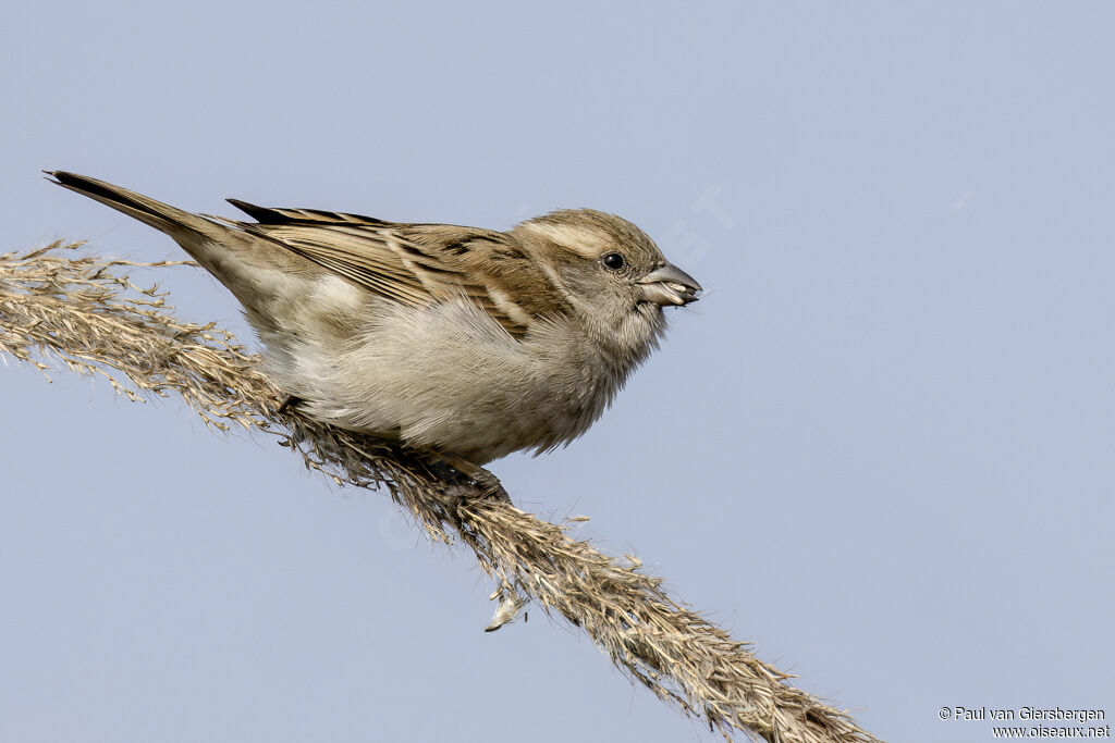 Moineau du Sind femelle adulte