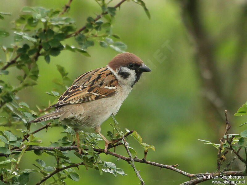 Eurasian Tree Sparrow