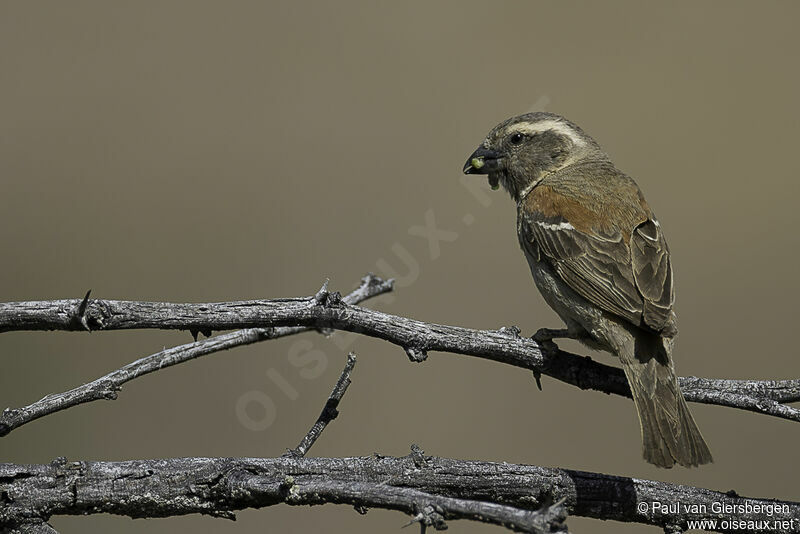 Moineau mélanure femelle adulte