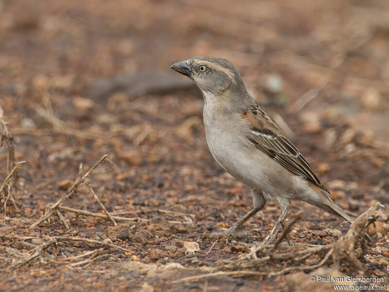 Kenya Sparrow female adult