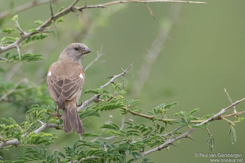 Moineau swahiliadulte