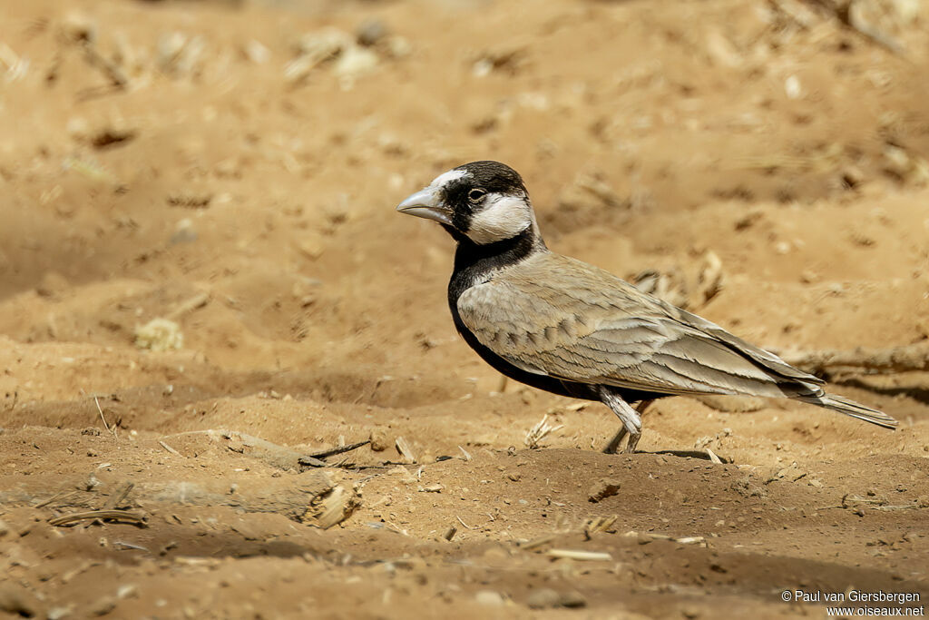 Moinelette à front blanc mâle adulte