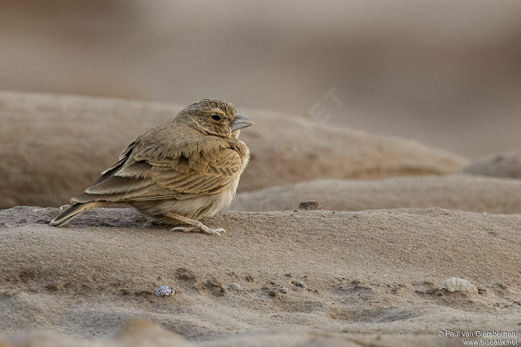 Moinelette croisée femelle adulte