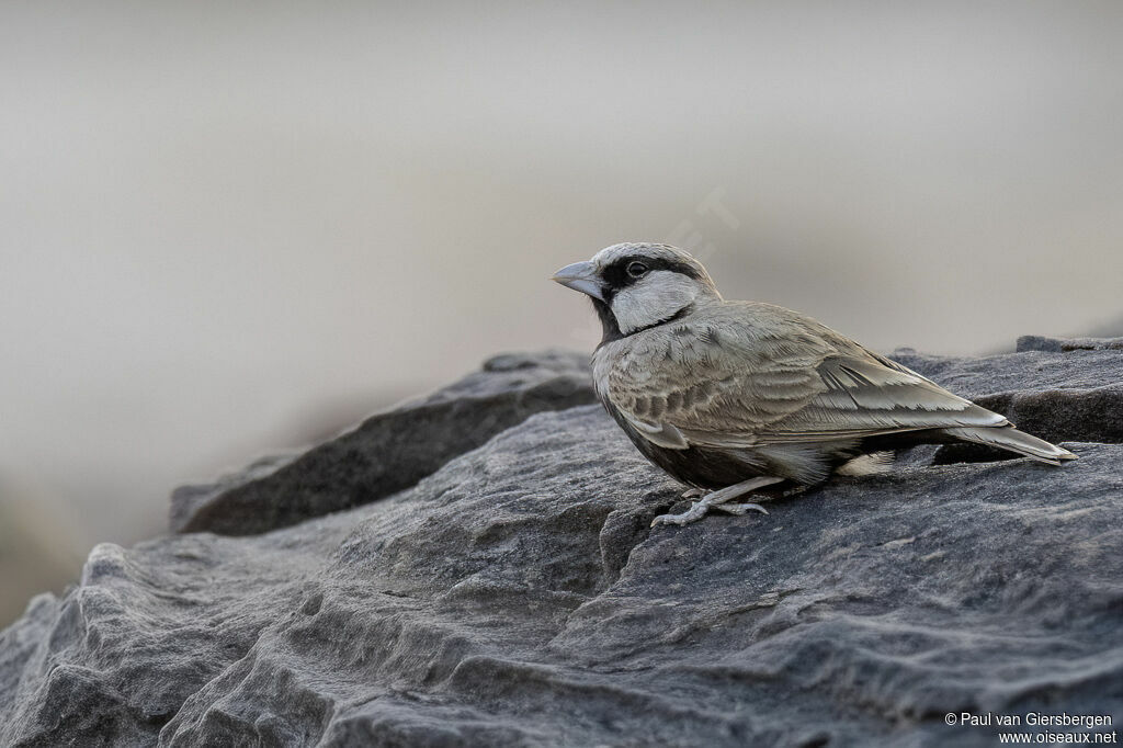 Moinelette croisée mâle adulte
