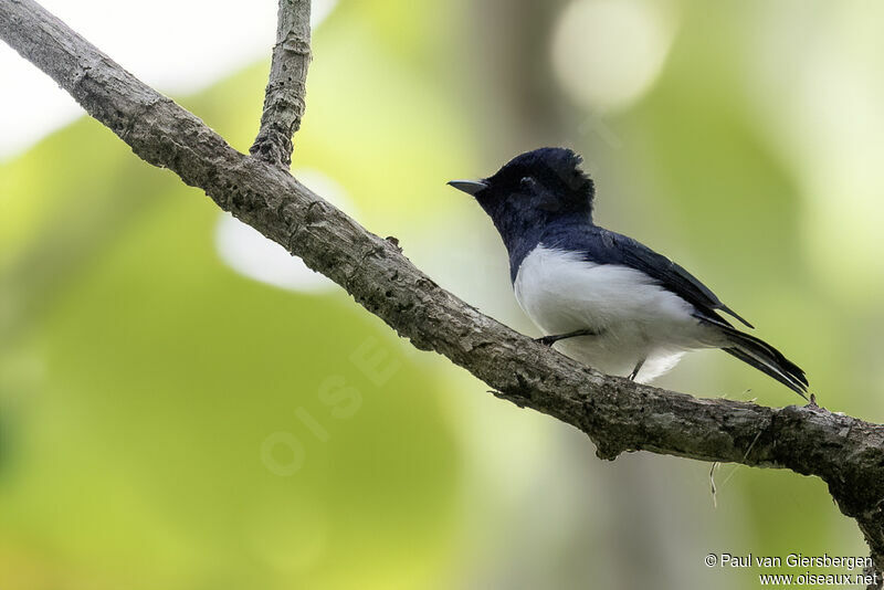 Steel-blue Flycatcher male adult