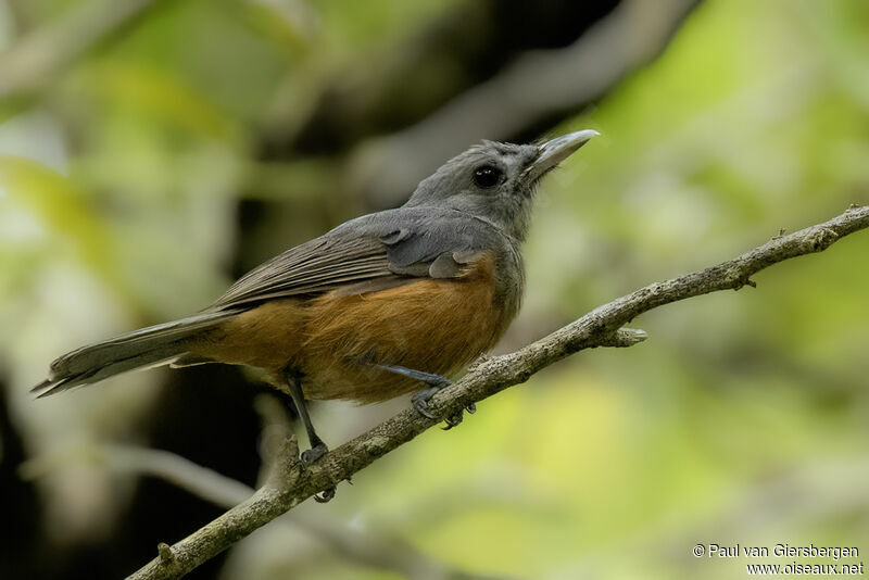 Island Monarchadult