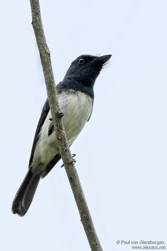 Melanesian Flycatcheradult