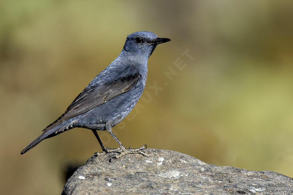 Monticole bleuadulte