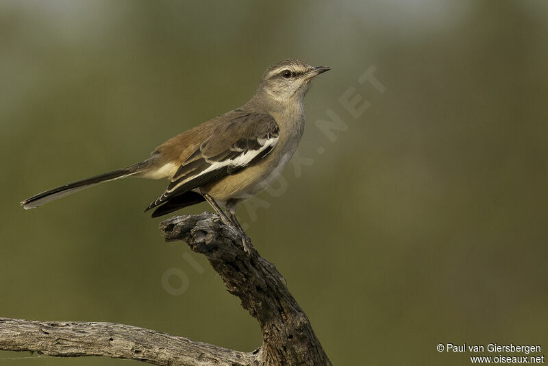 White-banded Mockingbirdadult