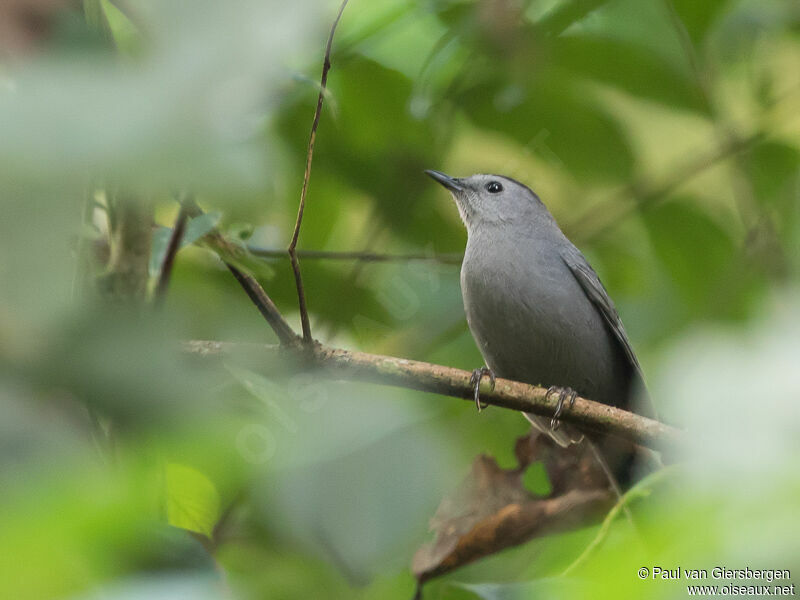 Grey Catbird